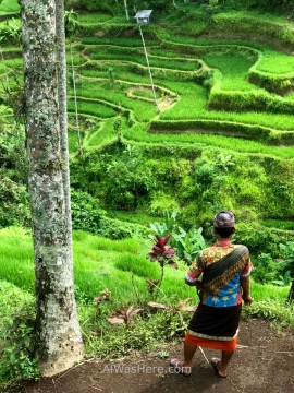 Local guide looking at Tegallalang rice paddies, Ubud, Bali