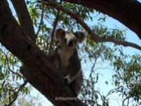 Koala in Magnetic Island, Queensland, Australia