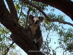 Koala in Magnetic Island, Queensland, Australia