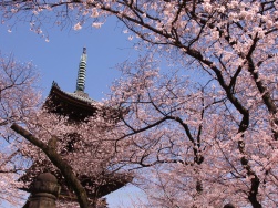 Cherry blossoms and a pagoda in Tokyo