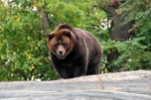 Grizzlie Bear in Bronx Zoo, New York City