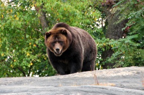 Grizzlie Bear in Bronx Zoo, New York City