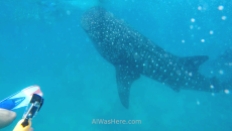 Whale sharks, the Philippines