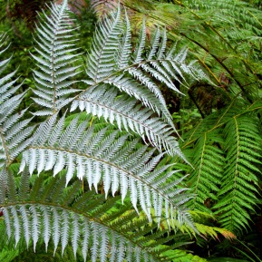 White ferns in Abel Tasman National Park, New Zealand