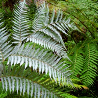 White ferns in Abel Tasman National Park, New Zealand