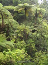 Over 10 meters (30 feet) high fern trees, Abel Tasman National Park, New Zealand