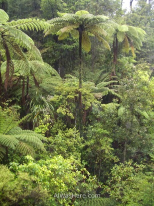 Over 10 meters (30 feet) high fern trees, Abel Tasman National Park, New Zealand