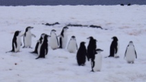 Antártida 2 Half Moon Island Antarctica Media Luna Pingüino Barbijo Chinstrap Penguin (3)