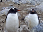 Gentoo penguins, Cuverville Island, Antarctica