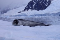 Antartida Puerto Neko foca Leopardo, Antarctica Neko Harbour Leopard Seal (2)