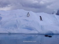 Antartida Puerto Neko foca Leopardo y pinguinos Gentu, Antarctica Neko Harbour Leopard Seal and Gentoo penguins