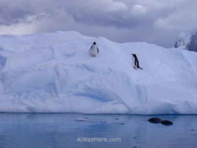 Antartida Puerto Neko foca Leopardo y pinguinos Gentu, Antarctica Neko Harbour Leopard Seal and Gentoo penguins